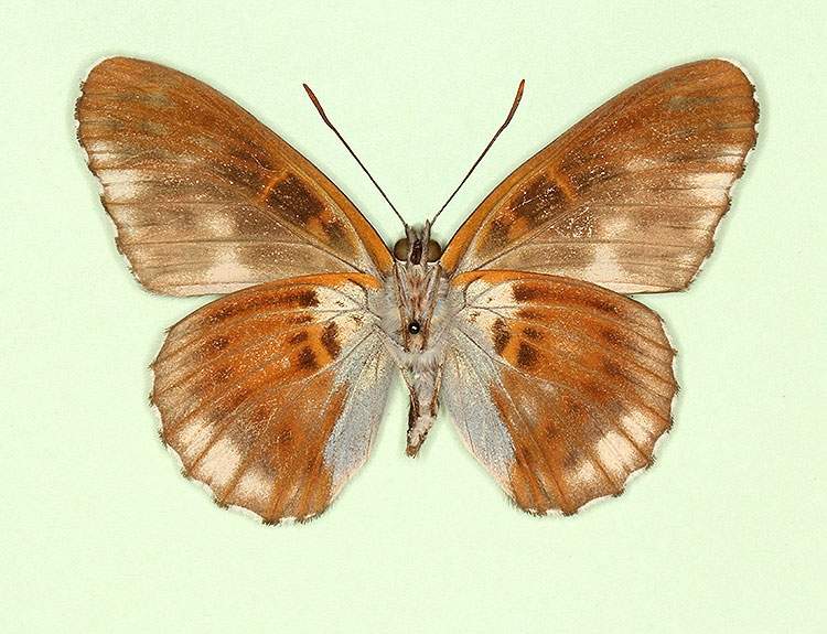 Limenitis camilla male (aberrant form nigrina, verso) (Internet Image property of respective owner, non-commercial use only)